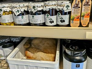 Home to some adorable cats at Vegan Dukkan - The Mini Market in Istanbul