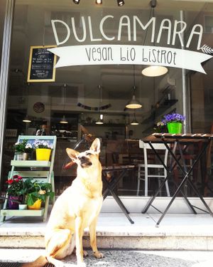 Our favorite guest.. ZOY  at Dulcamara Bio Vegan Bistrot in Verona