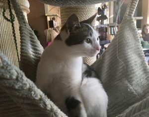 Lovely cat at Miau Cafe in Warsaw