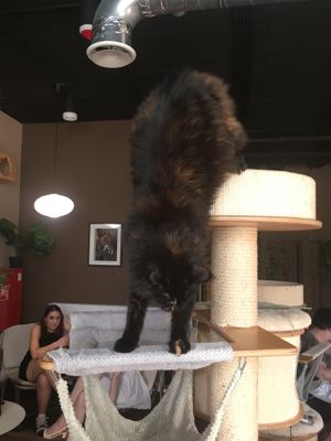 What a beauty  at Miau Cafe in Warsaw