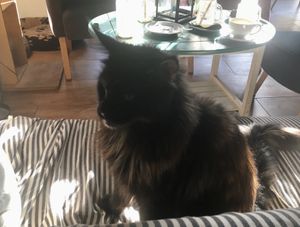 :) at Miau Cafe in Warsaw