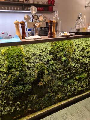 Living moss on the counter at Vegan's Prague in Prague