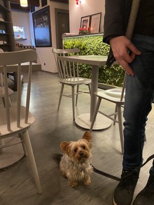 Dog friendly   at Vegan's Prague in Prague