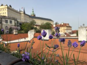   at Vegan's Prague in Prague