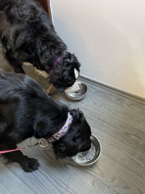   at Vegan's Prague in Prague