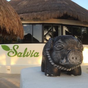 Salvia at Salvia in Playa Del Carmen