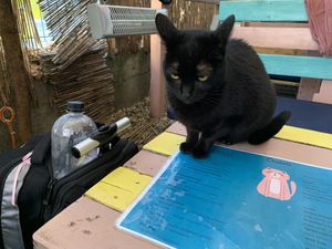 Cat + Menu at Miau in Bucharest