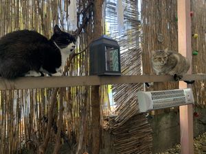 Cats at Miau in Bucharest