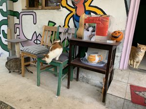 Cats at Miau in Bucharest