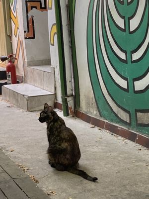   at Miau in Bucharest