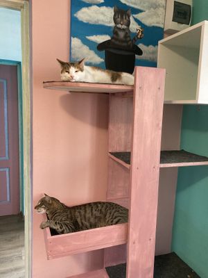 Chillaxing cats  at Miau in Bucharest