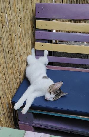  at Miau in Bucharest