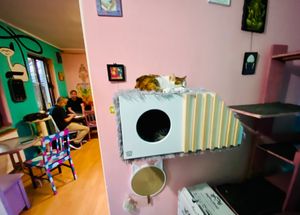  at Miau in Bucharest