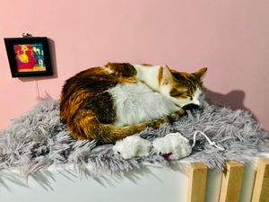  at Miau in Bucharest