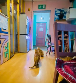  at Miau in Bucharest