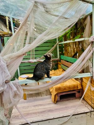  at Miau in Bucharest