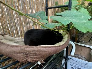  at Miau in Bucharest