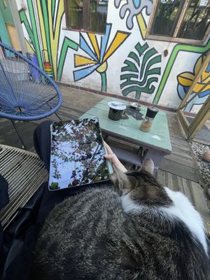   at Miau in Bucharest