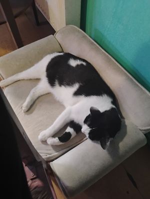  at Miau in Bucharest