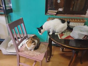  at Miau in Bucharest