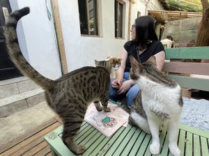   at Miau in Bucharest