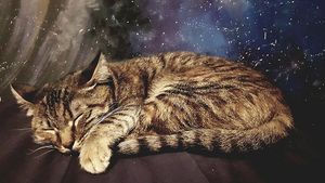 One of our adorable cats at Miau in Bucharest