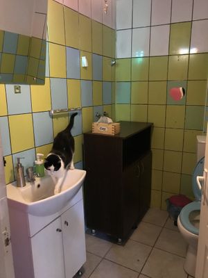 The bathroom even has a cat! at Miau in Bucharest