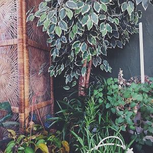 The plants they decorate with. at Oy Vey Jewish Bakery and Delicatessen in Terre Haute