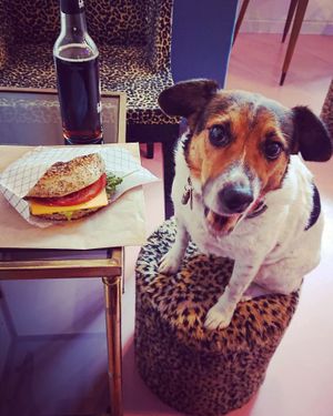 Dogs &other animals are always welcome at Bez Jaj in Poznan