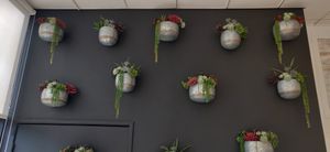Plants on wall at Raw Junkies in Studio City
