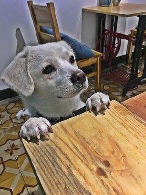Doggy love  at La Studio in Hanoi