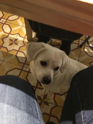 Resident doggo! at La Studio in Hanoi