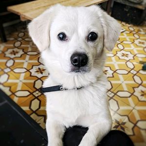 puppy! at La Studio in Hanoi