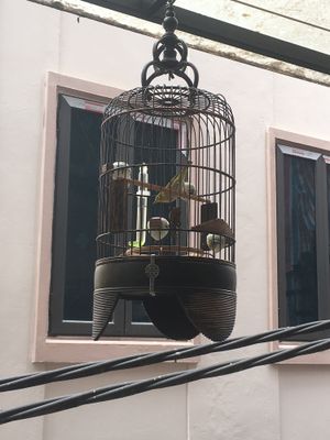 Not sure why the caged birds in a vegan cafe  at La Studio in Hanoi