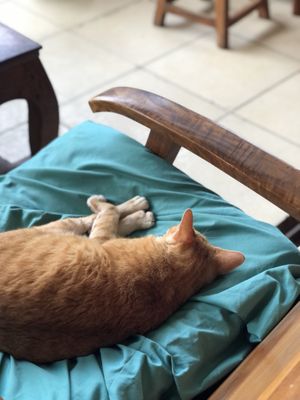 Kitty  at Simple Things in Kampot