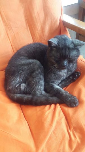 Onenof the gorgeous resident cats   at Simple Things in Kampot