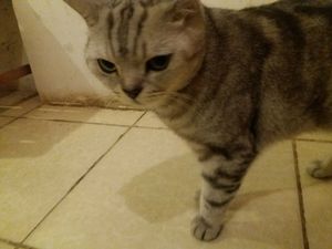 Restaurant cat at Simple Things in Kampot