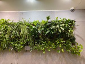 Beautiful decoration from living plants at Vegan Love in Budapest