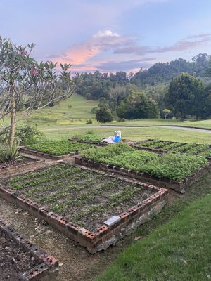 The vegetable patch   at The Fat Frog in Langkawi
