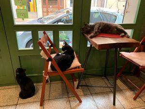 Cats everywhere at Muhtelif Mekan in Istanbul