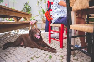 Pet Friendly at Agua no Bico in Lisbon