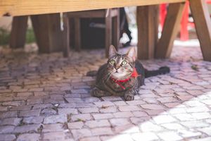 Pet Friendly at Agua no Bico in Lisbon