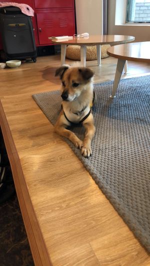 The doggy! at DalYang - Sweet Kitten 달냥 in Seoul