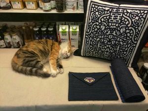 This sleeping cat called "gege", so cute! at Bugua in Guangzhou