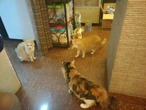 Have lunch with cute cats. at Bugua in Guangzhou