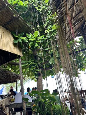   at Coconut Monkey in Koh Tao