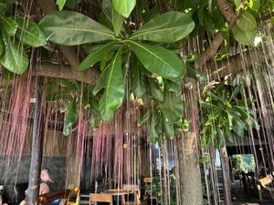 Beautiful tree on the terrace 💕  at Coconut Monkey in Koh Tao