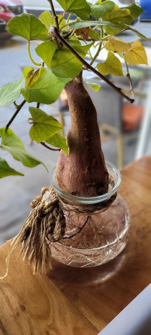 Tischdeko aus Süßkartoffeln at Anh Dao in Berlin