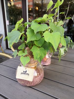 The sweet potato plant decorations are Pinterest worthy! at Anh Dao in Berlin
