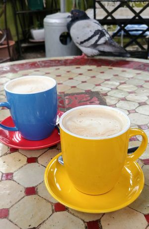 Coffees with a feathered friend. at Kofi Beans in Croydon